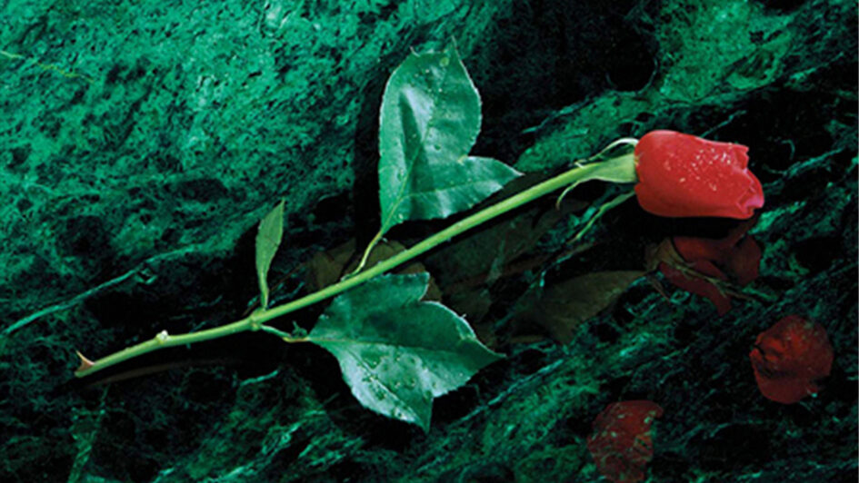 A rose placed on a green marbled background.